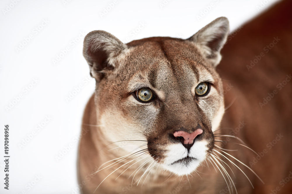 Beautiful Portrait of a Canadian Cougar. mountain lion, puma, panther,  Winter scene in the woods. wildlife America Stock Photo | Adobe Stock