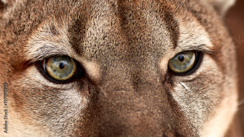 Photography Beautiful Portrait of a Canadian Cougar