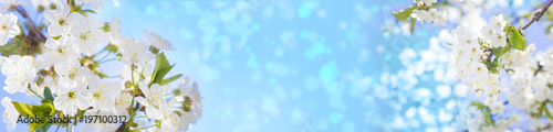 Spring cherry blossoms closeup, white flower sunny day, against the blue sky. Blurred space for text