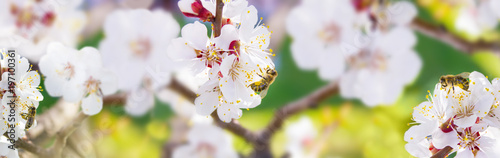 Spring. Bee collects nectar (pollen) from the white flowers of a flowering cherry on a  blurred background of nature, a banner for the site. Panorama. Blurred space for text. Skinali.