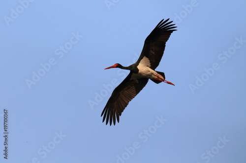 A flying black stork in southern Saxony/Germany