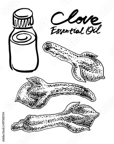 Clove essential oil. Vector hand drawn graphic illustration.