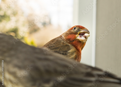 Colorful Orange Male House Finch Competes for Seed at Bird Feeder