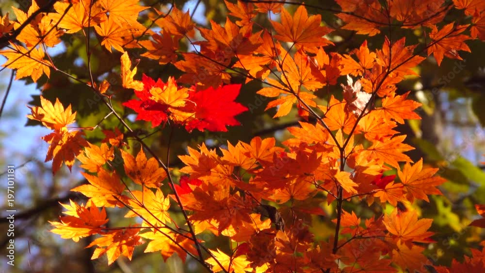 Maple leaves with autumn colors Maple leaves with autumn colors