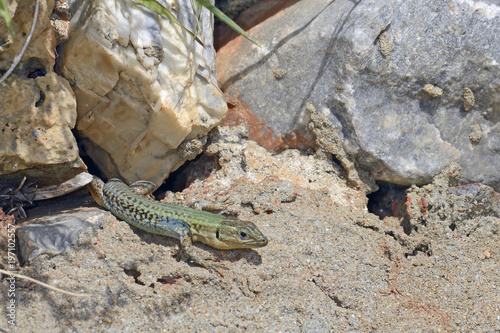 Peloponnes-Mauereidechse (Podarcis peloponnesiacus) - Peloponnese wall lizard photo
