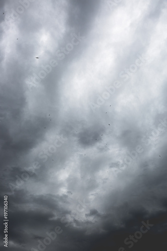 Swallows flying up in front of a dramatic grey sky with clouds