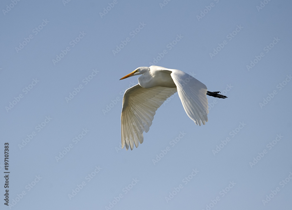 Great Egret (Ardea alba) in flight, Chapala, Jalisco, Mexico Great Egret (Ardea alba) in flight, Chapala, Jalisco, Mexico