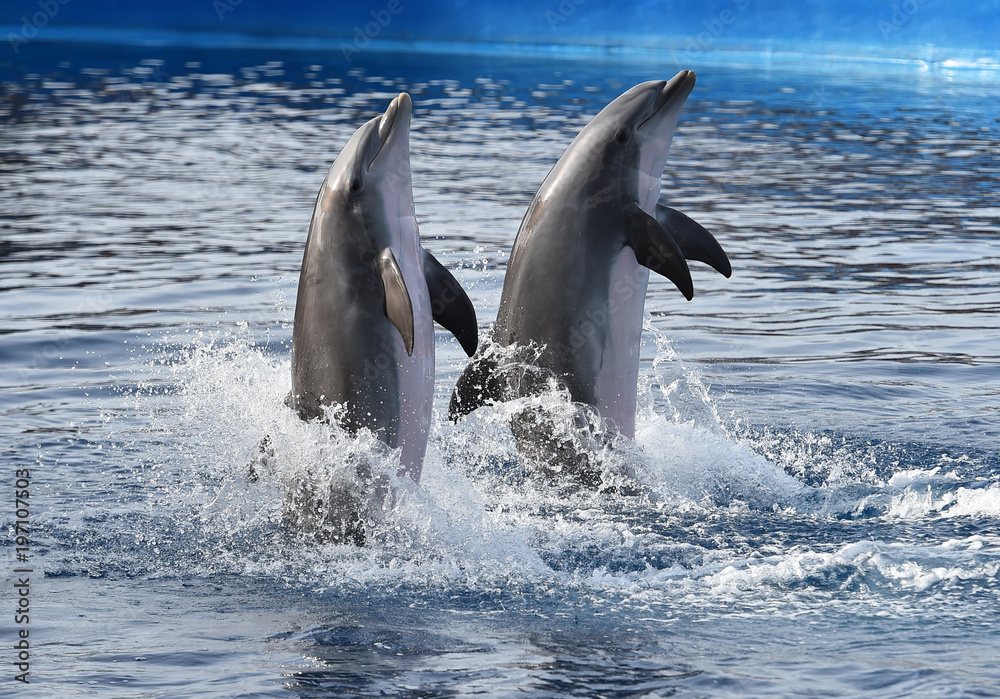 Fototapeta premium delfin