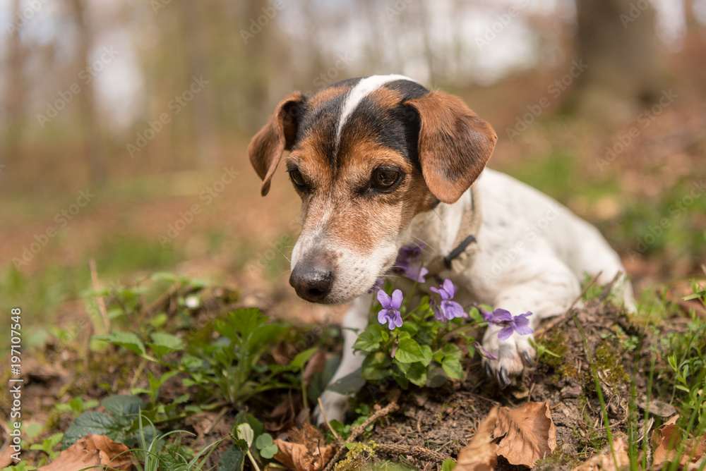 cute old dog lies in the spring surrounded by violets  flowers -  Jack Russell Terrier 10 years old, hair style smooth