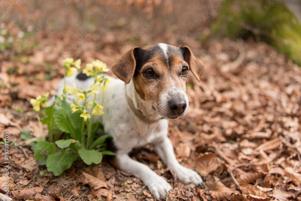 Cute old dog lies in spring in yellow cowslip flowers - Jack Russell Terrier 10 years old, hair style smooth 