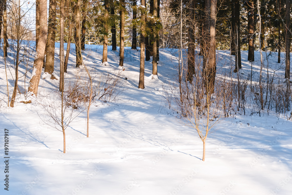 Fototapeta premium Winter landscape in forest with pines after snowfall