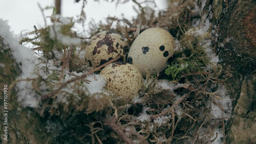 A nest filled with three left frozen bird eggs in the branches of a tree in the winter. A nest filled with three left frozen bird eggs in the branches of a tree in the winter.