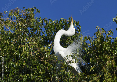 Great Egret (Ardea alba) in breeding plumage courtship dispaly while perched in a tree at edge of Lake Chapala, Jocotopec, Jalisco, Mexico photo