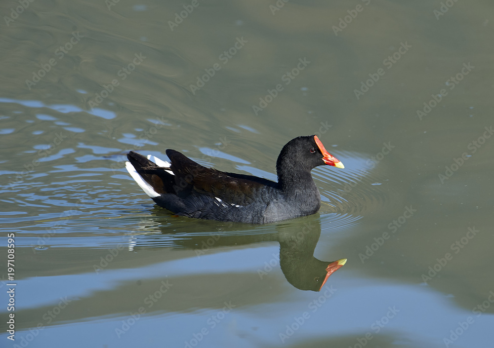 Common Gallinule (Gallinula galeata) swimming along edge of Lake Chapala, Ajijic, Jalisco, Mexico Common Gallinule (Gallinula galeata) swimming along edge of Lake Chapala, Ajijic, Jalisco, Mexico