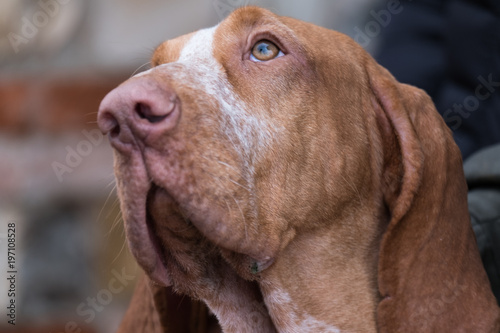 The head of an italian bracco
