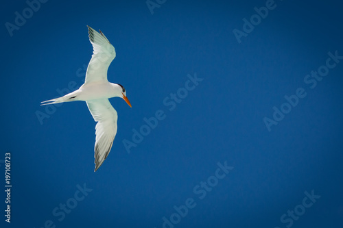 Flying Royal Tern - Thalasseus maximus  photo