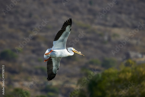 American White Pelican (Pelecanus erythrorhynchos) flying above of Lake Chapala, Jocotopec, Jalisco, Mexico photo