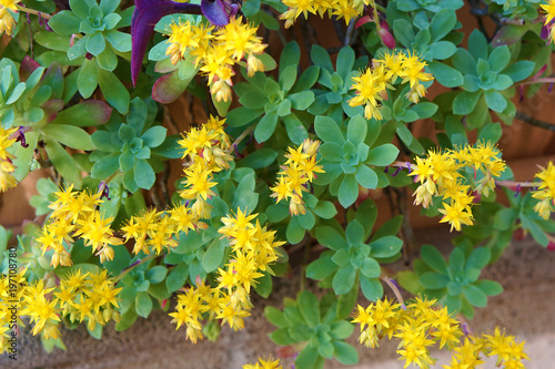 plant with yellow flowers,stonecrop,Sedum palmeri