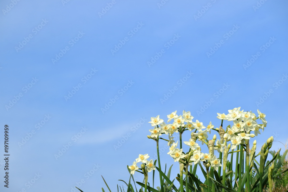 水仙と青空