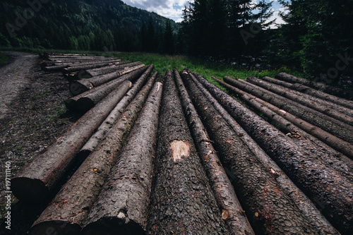 Obraz na płótnie Wooden logs placed on the ground w salonie