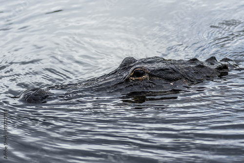 Classic Florida Everglades Alligator