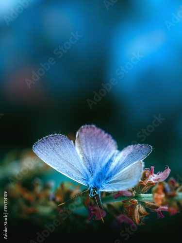 Blue butterfly in the garden, spring background. Bright, toned photo close-up, selective focus. Signs of spring. Catochrysops panormus exiguus. photo