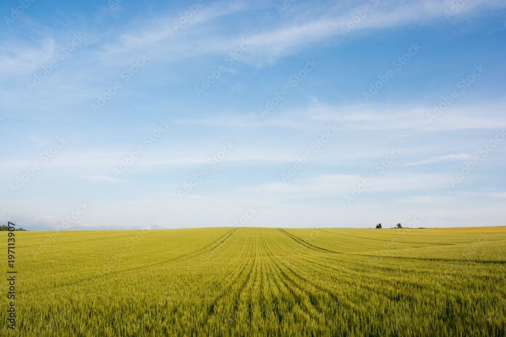 Obraz premium 緑のムギ畑