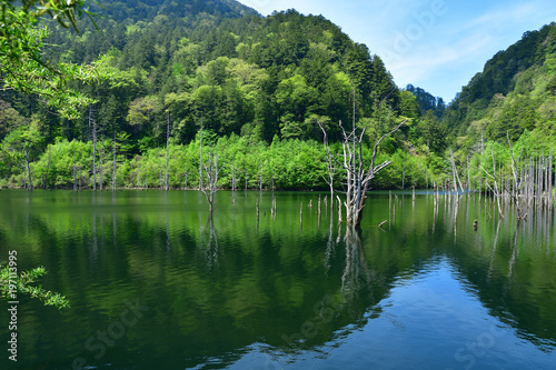 静寂に包まれた新緑の池