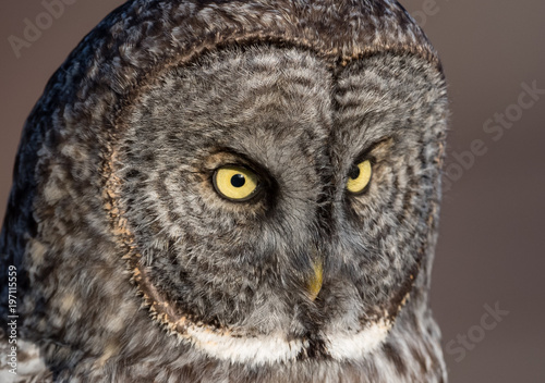 Great Gray Owl © Harry Collins