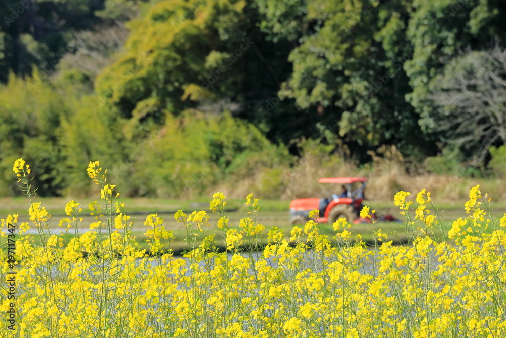 田植えの風景 菜の花とトラクタ