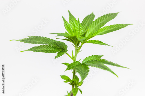 Εκτύπωση καμβά Marijuana Clone plant isolated on white
