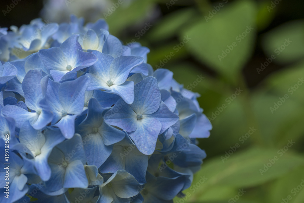 青い紫陽花 青い紫陽花