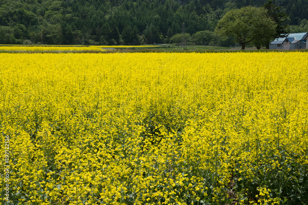 Obraz premium ナノハナ畑
