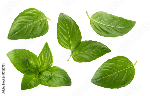 Tablou canvas Basil leaves isolated on white background