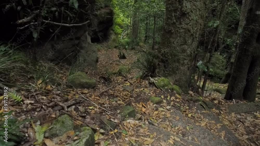 Man hiking in the Blue Mountains of Australia Man hiking in the Blue Mountains of Australia