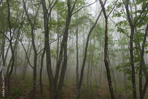 Fototapeta Naklejka Na Ścianę i Meble -  Morning mist forest