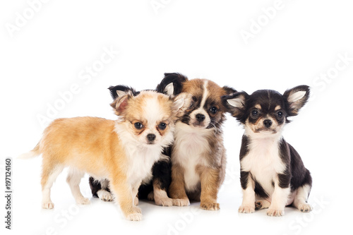 Chihuahua puppy, 45 day, isolated on white white background.