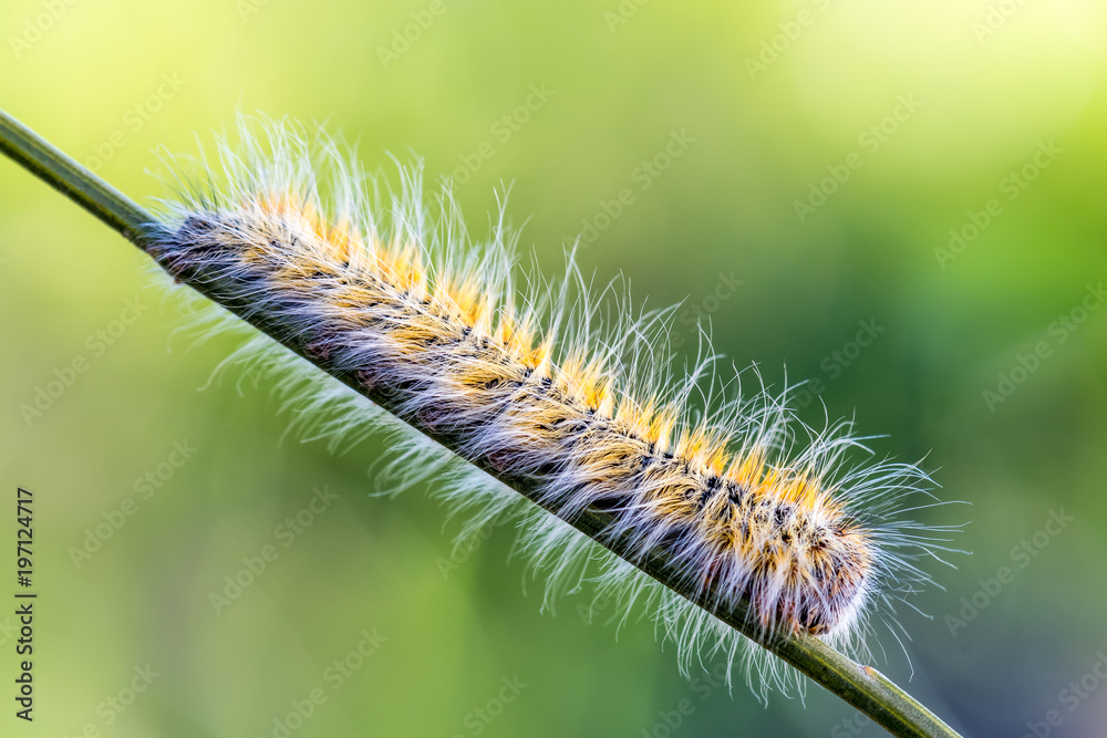 the pine processionary moth, worm with irritating hairs very dangerous