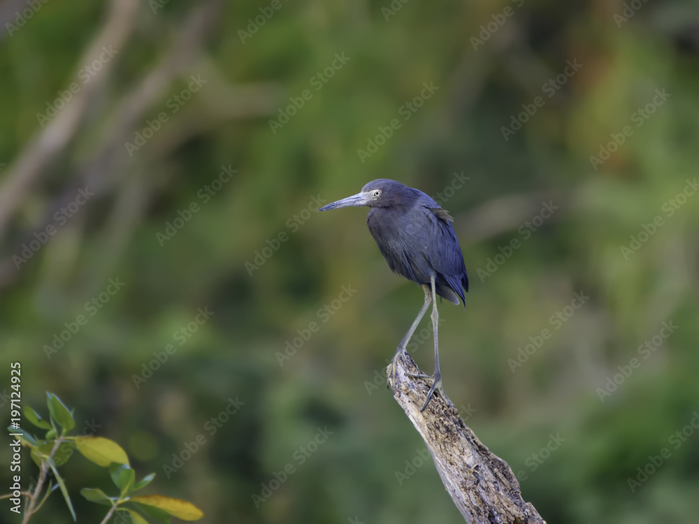Fototapeta premium Little Blue Heron