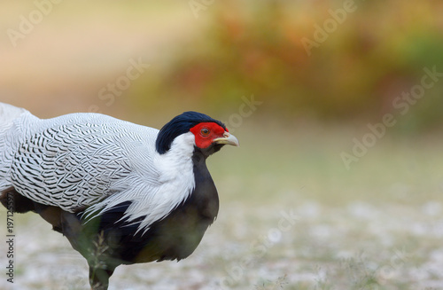 Silver pheasant   Lophura nycthemera  © aee_werawan