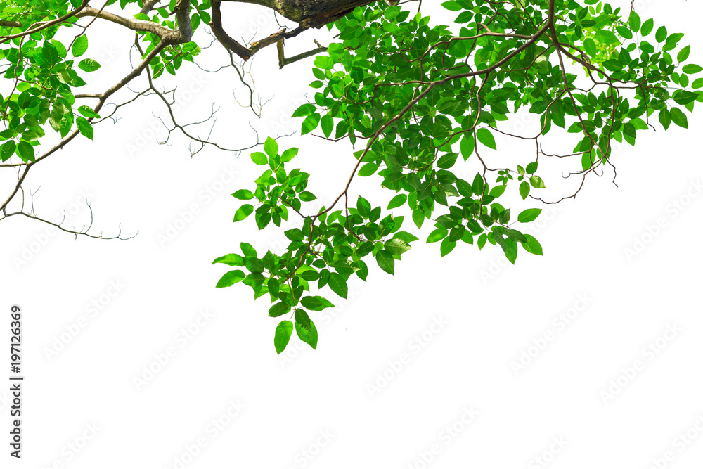 Green tree leaves and branches isolated on white background Green tree leaves and branches isolated on white background