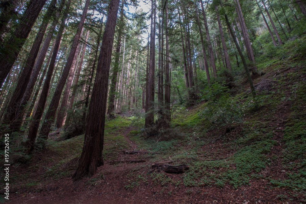 Forest Forest
