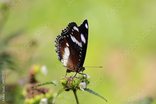 a beautiful black butterfly © Wisnu