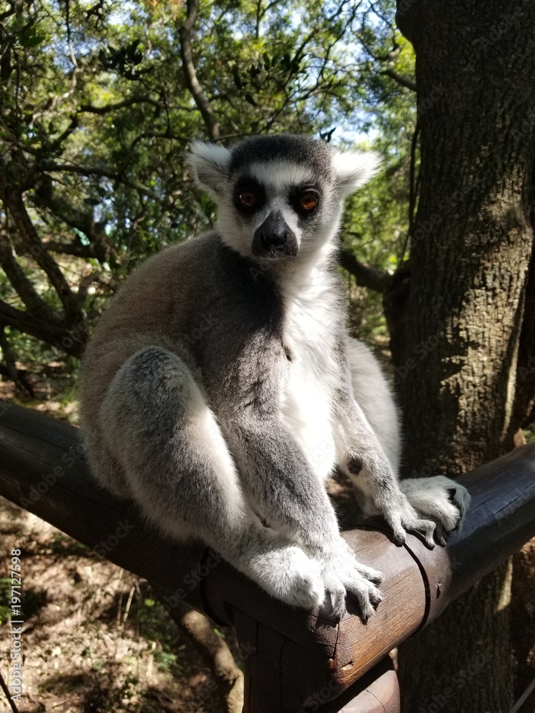 Fototapeta premium Lemur