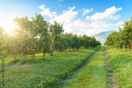 Quadro su tela Orange garden in the morning