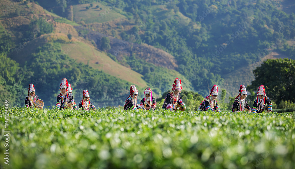 Naklejka premium Akha Women from Thailand picking tea leaves on tea plantation at Chui Fong , Chiang Rai, Thailand.