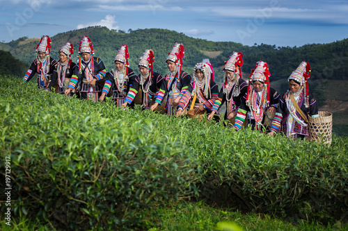 Akha Women from Thailand picking tea leaves on tea plantation at Chui Fong , Chiang Rai, Thailand.
