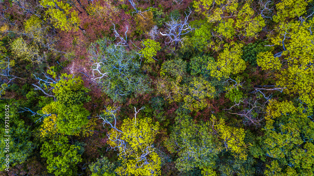 Φωτογραφία Aerial view colourful autumn colours in forest spits in green and yellow, Texture of forest in an aerial view, Thailand