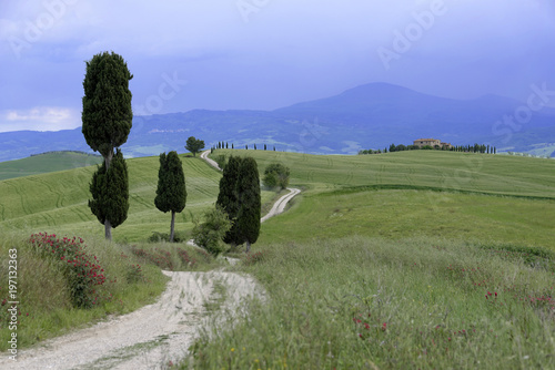Zypressen ( Cuppressus ) und Felder bei Terrapille, Pienza, Val´d Orcia, Toskana, Italien, Europa