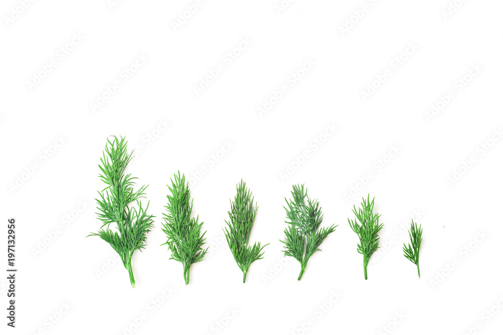 Set of Fresh Dill green isolated on white background. Set of Fresh Dill green isolated on white background.